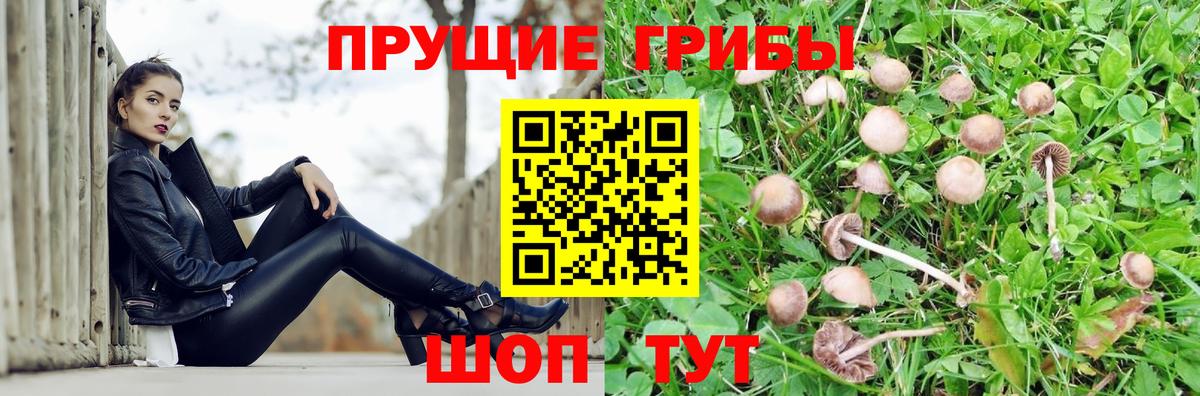 Псилоцибиновые грибы Psilocybe Абинск